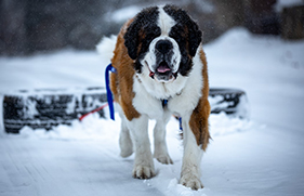 St. Bernards